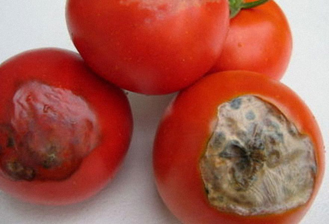 Die faule Tomate geht an...