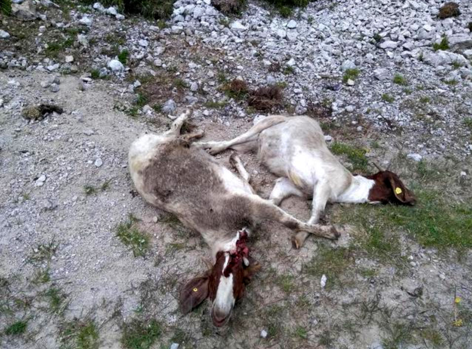 Betrunkene Asylbewerber schlitzen Ziegen auf
